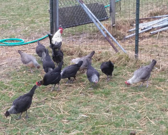 Bantam Game fowl & boxes for sale