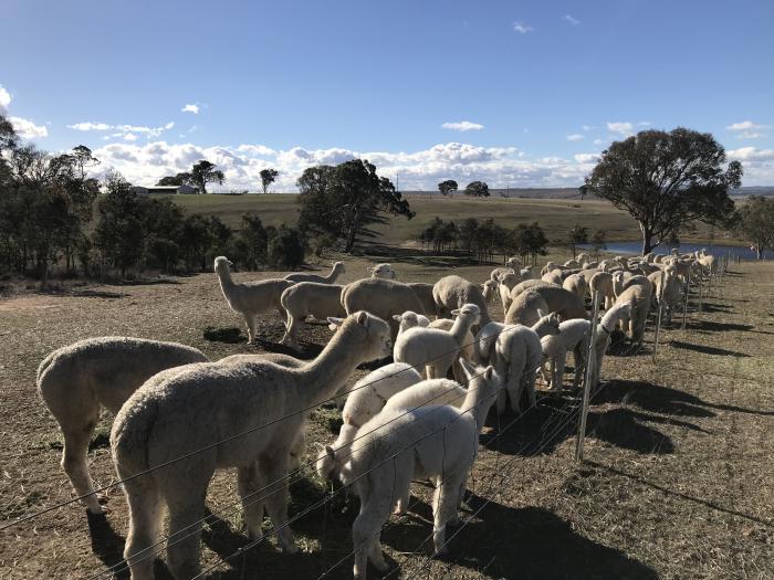 Alpacas Herd Reduction Sale