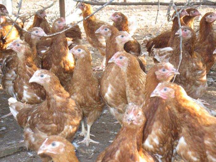 PULLETS PULLETS PULLETS Farmstock