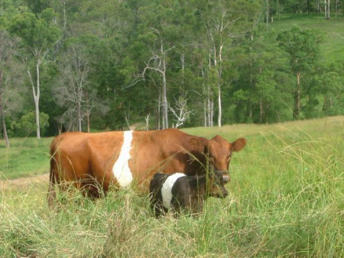 Red Belted Cows with calf at foot & pregnant Ones