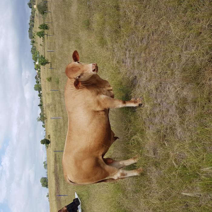Droughtmaster/Simmental cross bull