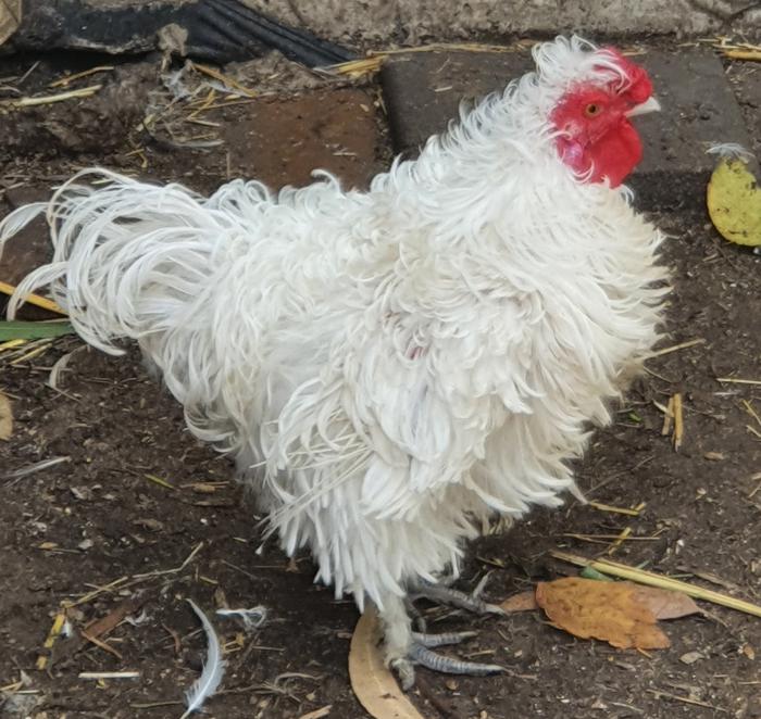 Free Frizzle Rooster 