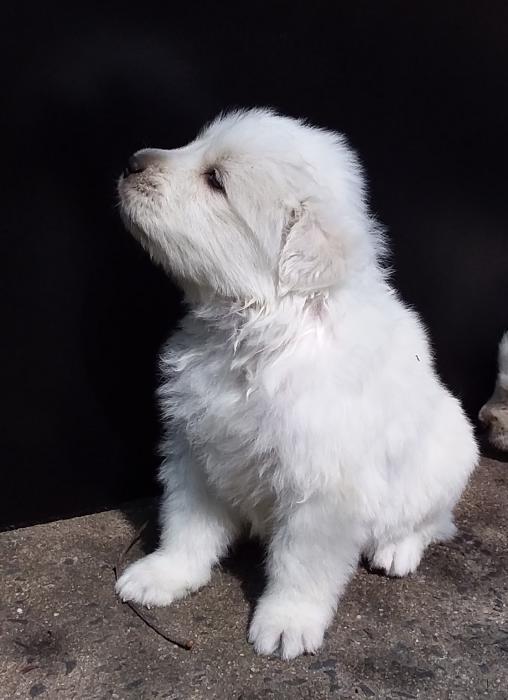 Maremma Pups SOLD SOLD SOLD