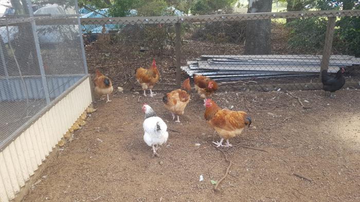 Buff Sussex Roosters