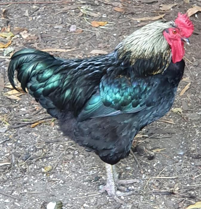 Free Australorp Rooster