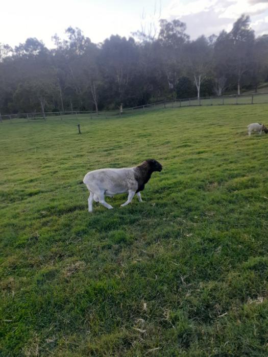 5 dorper sheep for sale. Quality lambs.