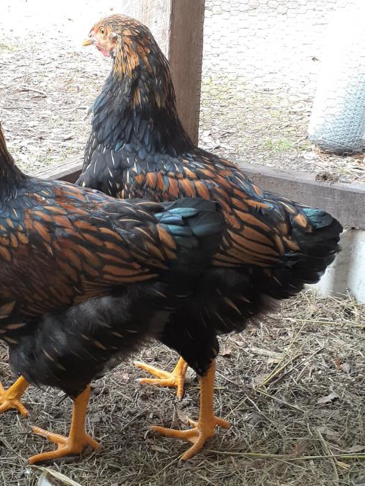 Heritage Gold Laced and Silver Laced Wyandotte Cockerals 