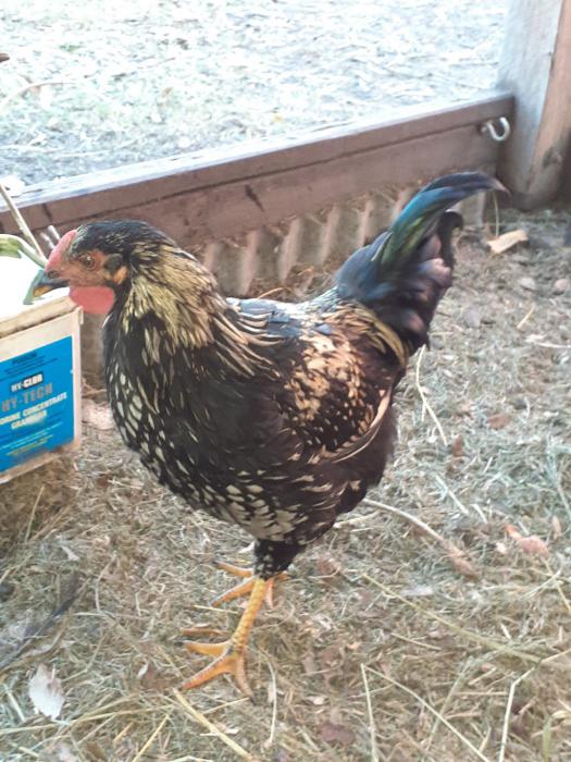 Bantam x Gold Laced Wyandotte Rooster