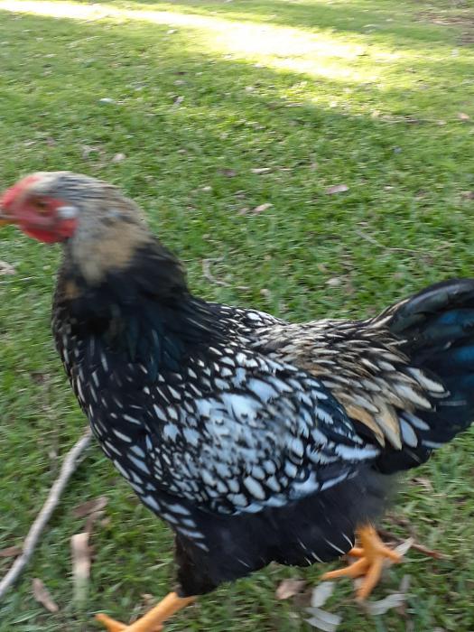 Silver Laced Wyandotte Rooster 4 months old $10