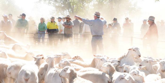 Australian White/White Dorper cross ewes sheep for sale 