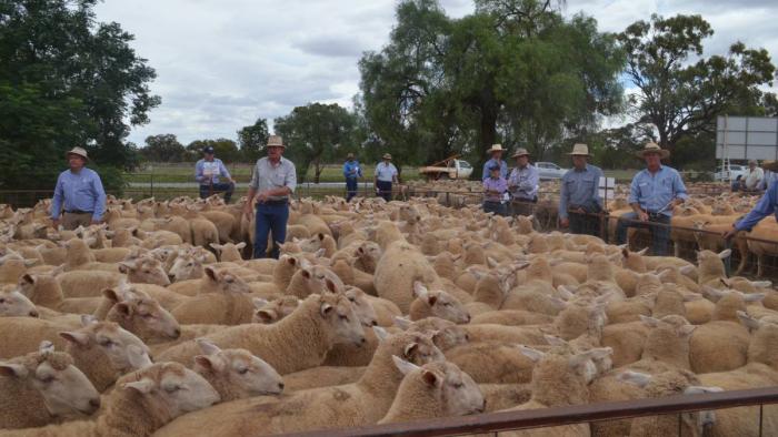 Top Breed Merino ewes  for sale 