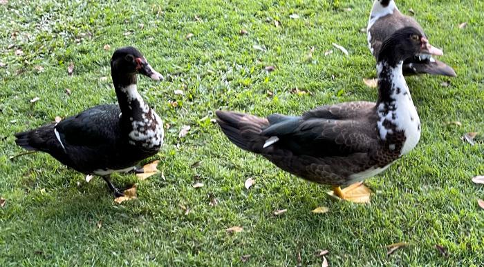 4 Muscovy drakes FREE