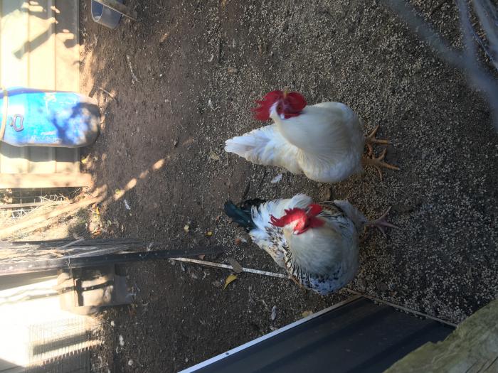 Roosters for sale - $30 each