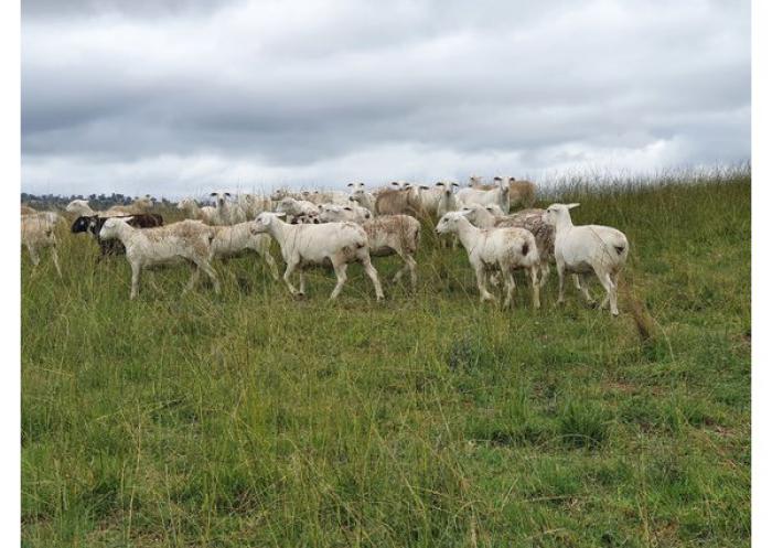 Flock dispersal Aussie white commercial ewes and also dorper