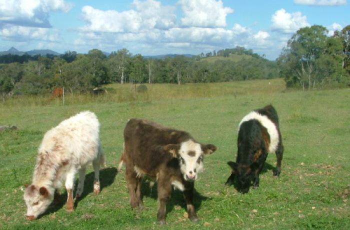 Miniature Galloway Heifers, Red, white Black belted and Bull