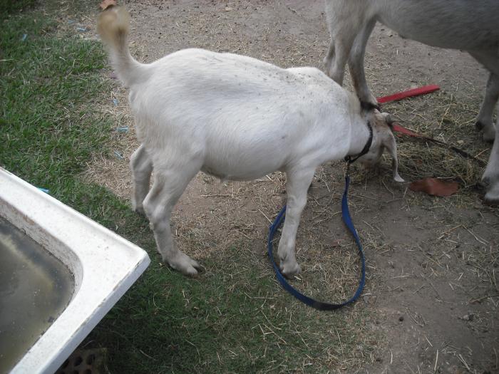 6 Goats For sale 