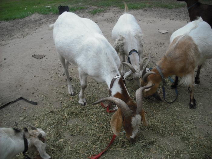 6 Goats For sale 