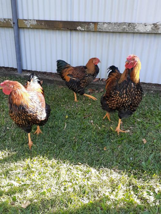 Gold Laced Wyandotte Roosters