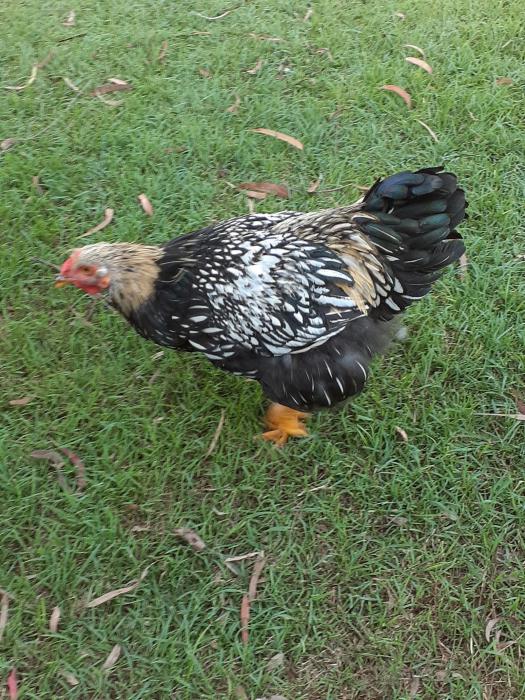 Heritage Silver Laced Wyandotte Rooster
