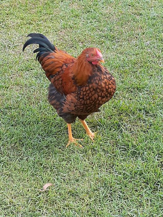 Cross Bred Heritage Roosters