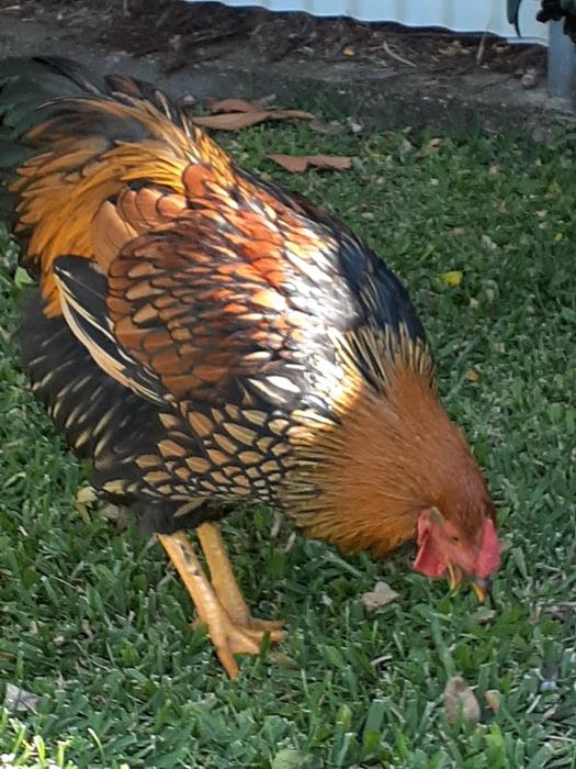 Gold Laced Wyandotte Roosters - Free