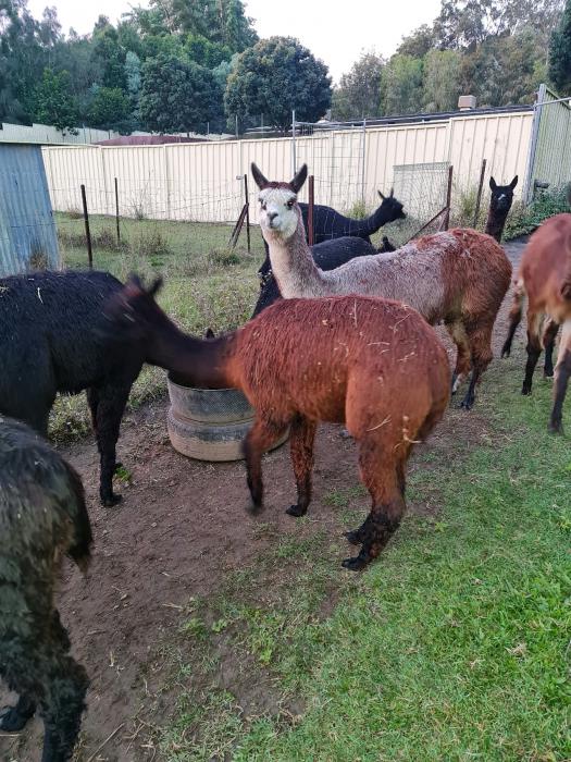 Small Suri Herd for sale previous add has incorrect email