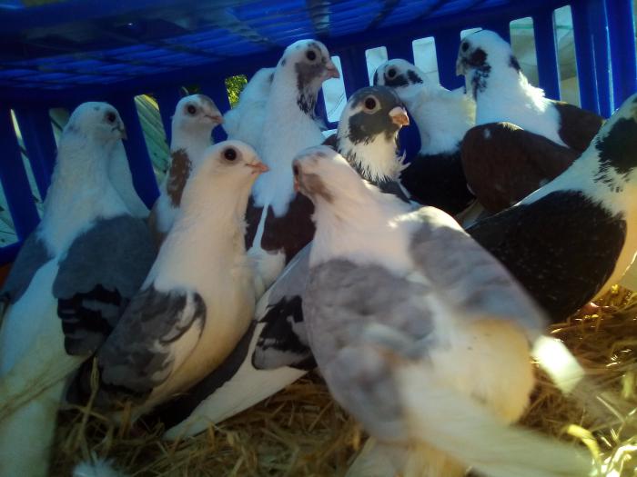 Pigeons, 14 Shield Turbits