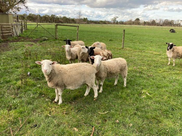 3 DORPER WETHERS FOR SALE