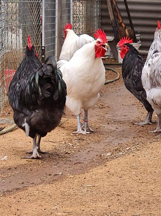 australorp roosters 