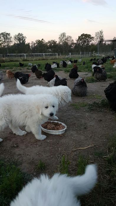 Poultry Guard Dogs