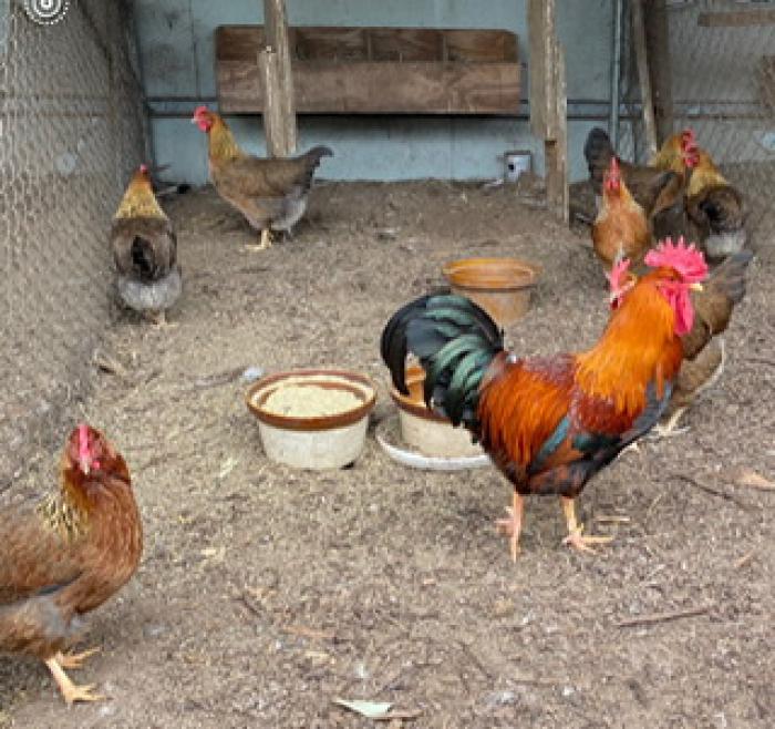 HERITAGE BREEDS OF CHICKENS FERTILE EGGS 