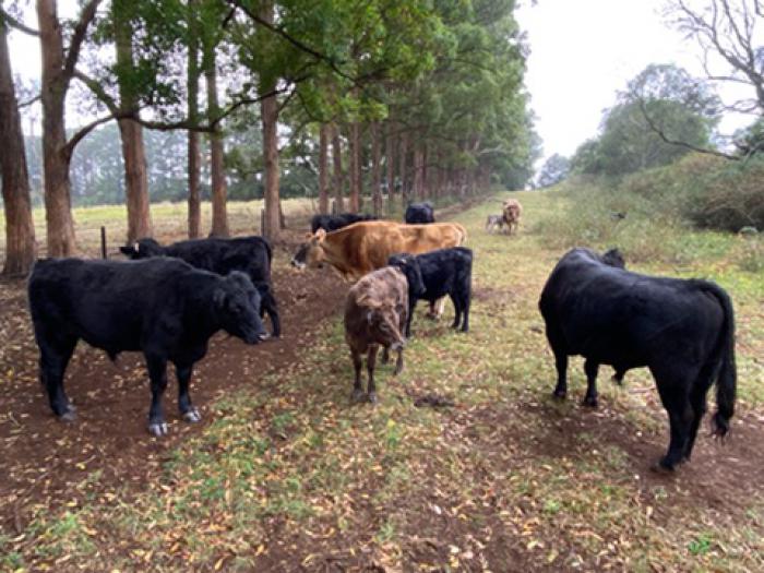 Small herd for sale