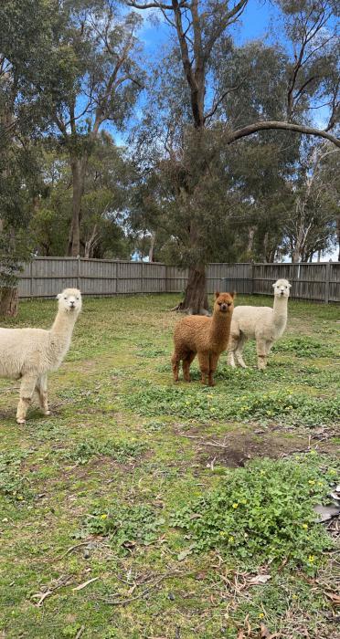 3 Alpacas 10 month old male and 2 adult females