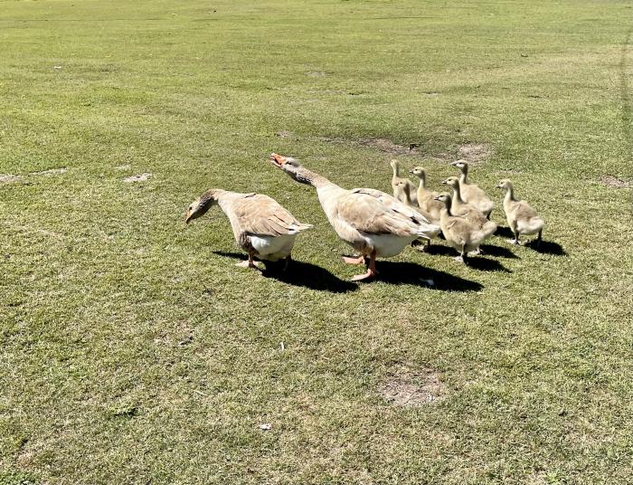 Australian Buff Geese