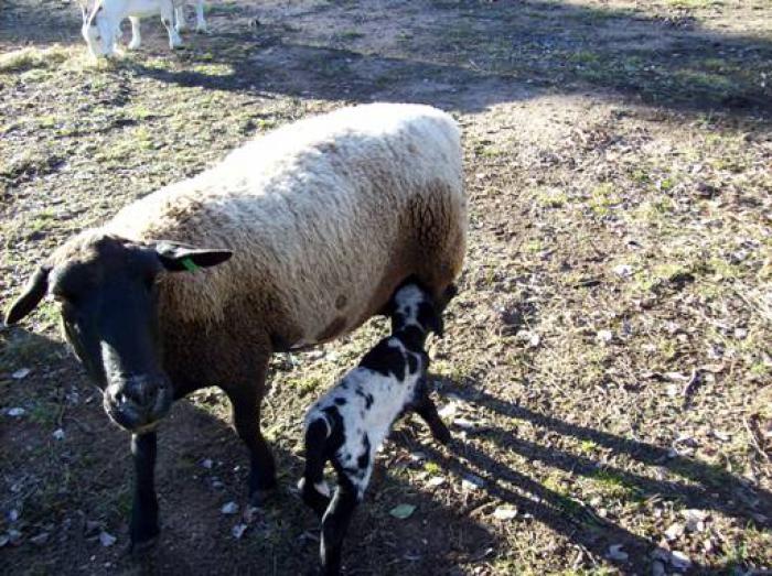 Dorper Persian  cross lamb rams 5 months old  