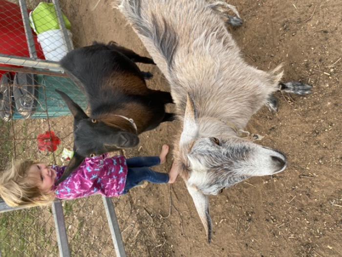 2 female doe goats giveaway to good home only 