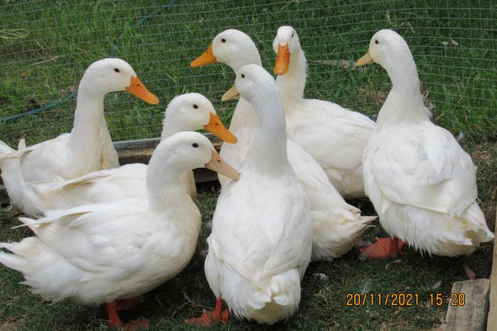 Pekin Ducks For Sale