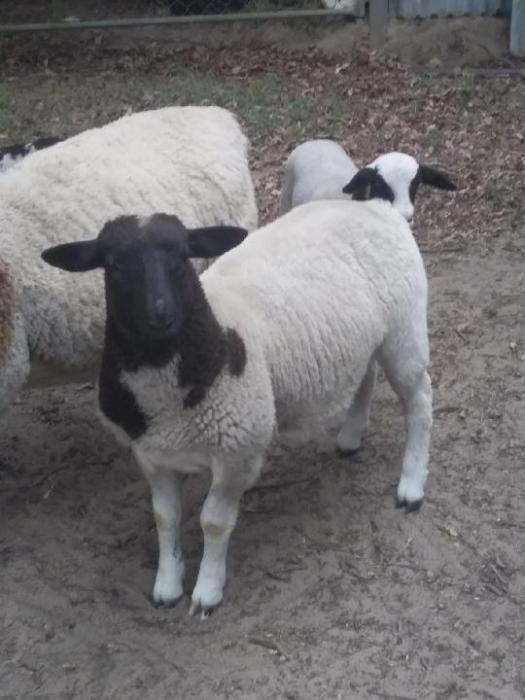 Dorper lamb 5 months old