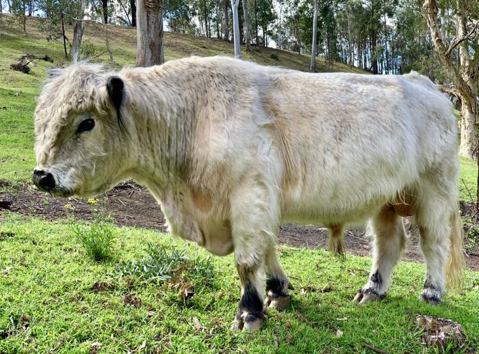 Bull for sale Galloway/Scottish Highland