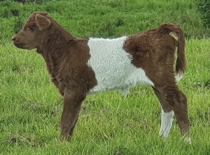 Pure Belted Galloway Cows with calves