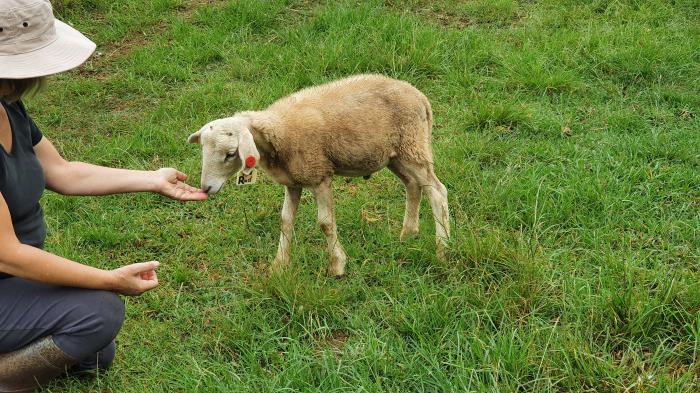 Wiltipoll Lamb Ram