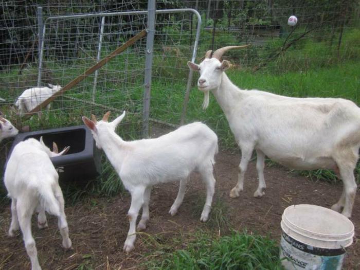 Saanen goats - two bucks - milking doe - quality dairy line