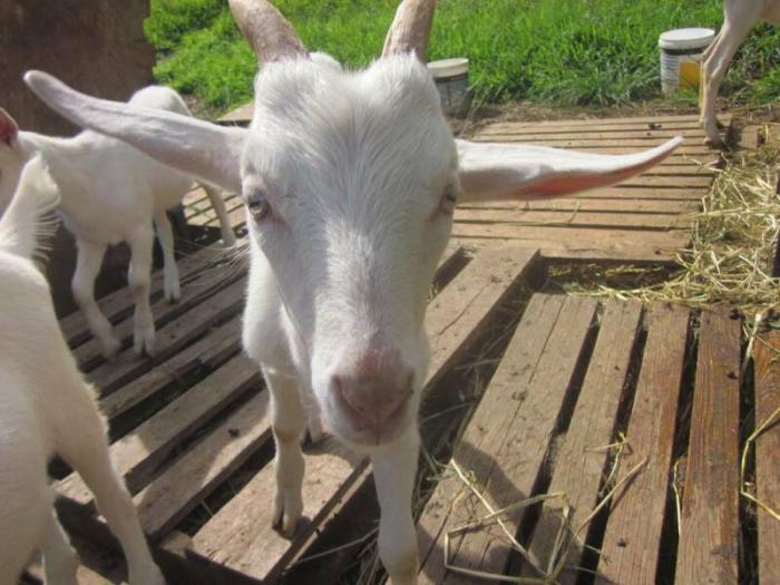 Saanen goats - two bucks - milking doe - quality dairy line