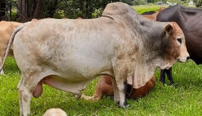 Boran bull - Registered pedigree with papers $3000