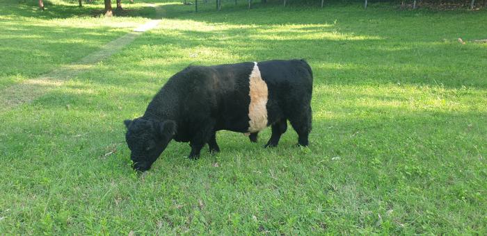 Minature Belted Galloway Bull for sale