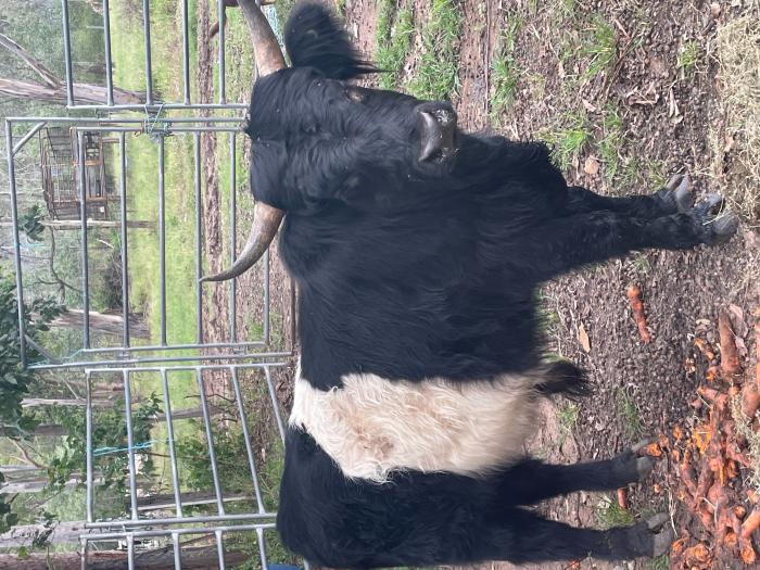 Miniature Highland x Belted Galloway Bull
