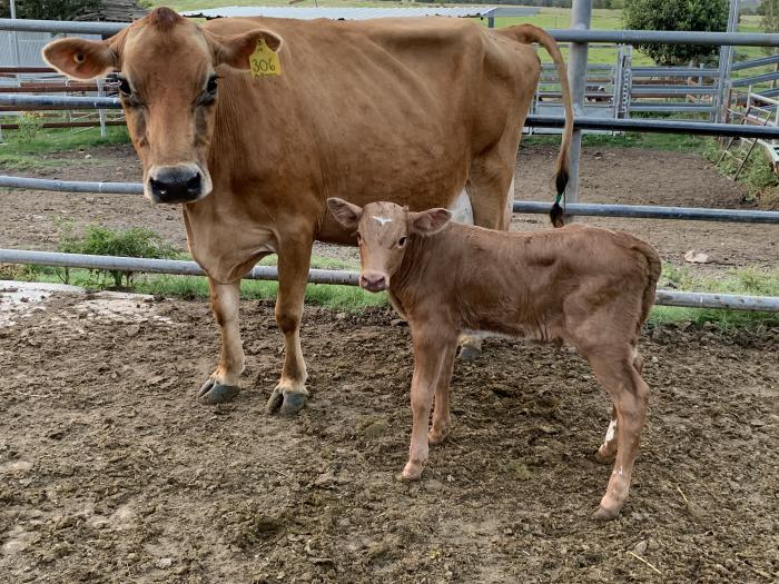 Dolly the jursey cow with charbray calf