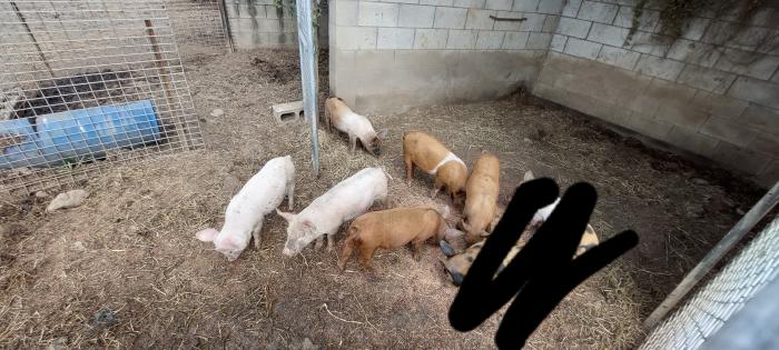 9 week old piglets 