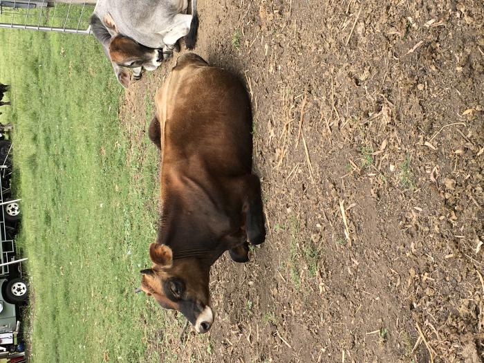Bull calf weaner for sale