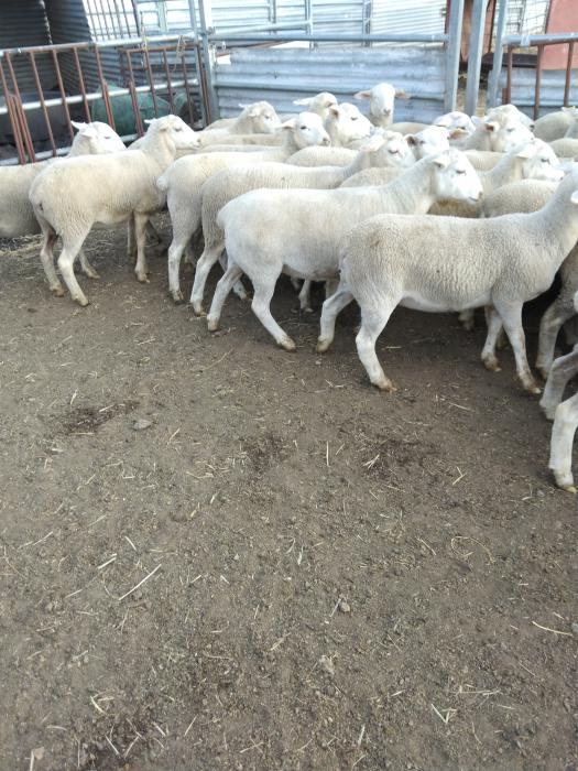 50 White Dorper Ewe Lambs